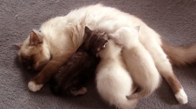 cute little kittens drinking mom's milk